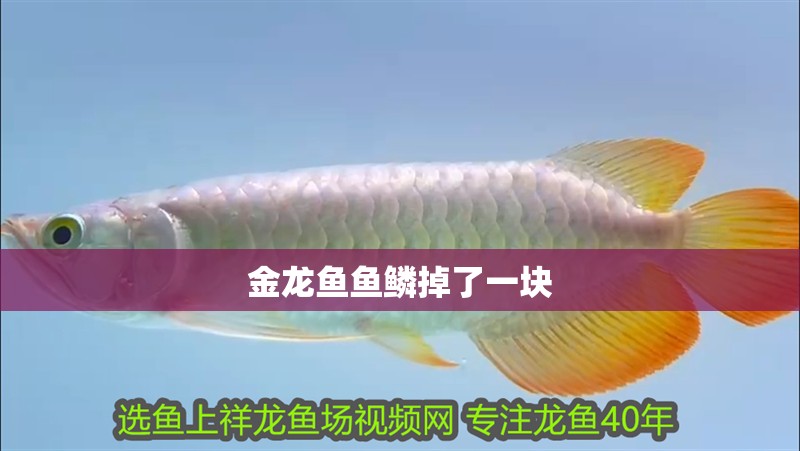 金龍魚魚鱗掉了一塊