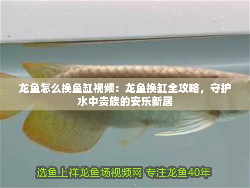 龍魚怎么換魚缸視頻：龍魚換缸全攻略，守護水中貴族的安樂新居