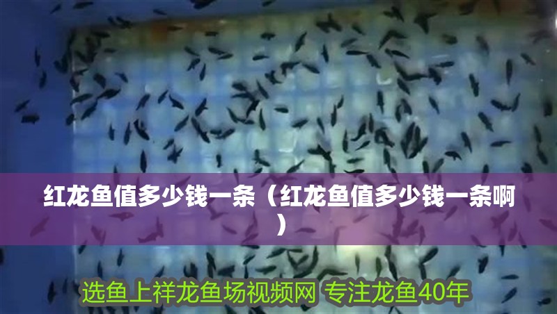紅龍魚值多少錢一條（紅龍魚值多少錢一條啊）