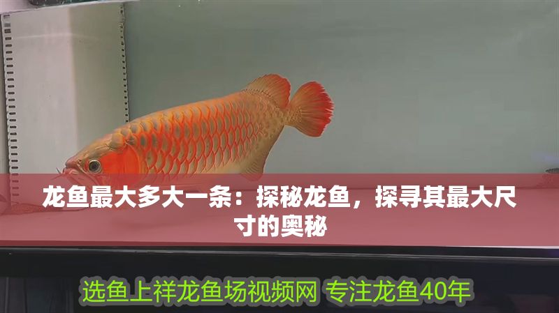 龍魚最大多大一條：探秘龍魚，探尋其最大尺寸的奧秘 龍魚最大多大一條：探秘龍魚，探尋其最大尺寸的奧秘 龍魚百科 第1張