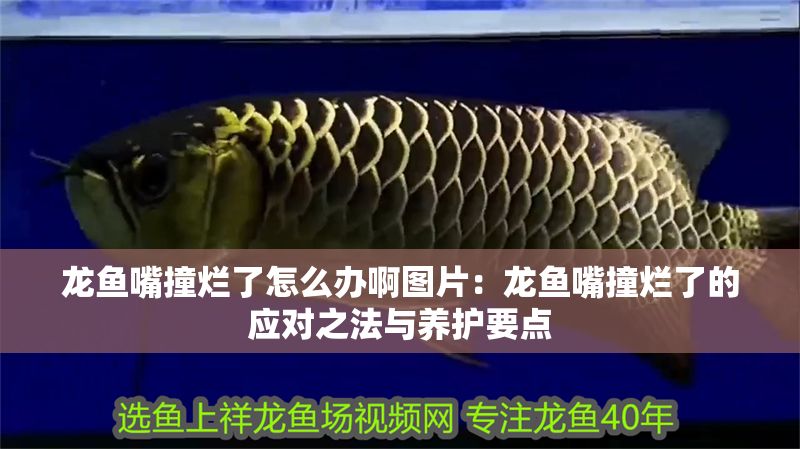 龍魚嘴撞爛了怎么辦啊圖片：龍魚嘴撞爛了的應(yīng)對之法與養(yǎng)護(hù)要點(diǎn)