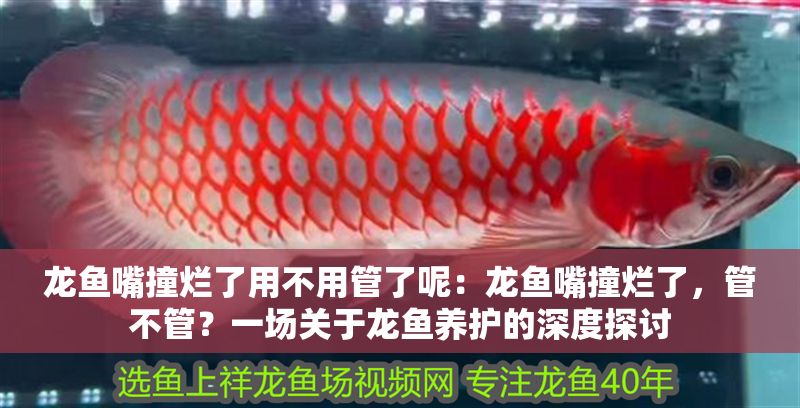 龍魚嘴撞爛了用不用管了呢：龍魚嘴撞爛了，管不管？一場關(guān)于龍魚養(yǎng)護(hù)的深度探討