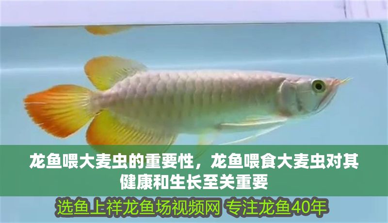 龍魚喂大麥蟲的重要性，龍魚喂食大麥蟲對其健康和生長至關重要
