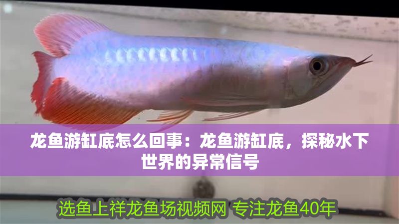 龍魚游缸底怎么回事：龍魚游缸底，探秘水下世界的異常信號
