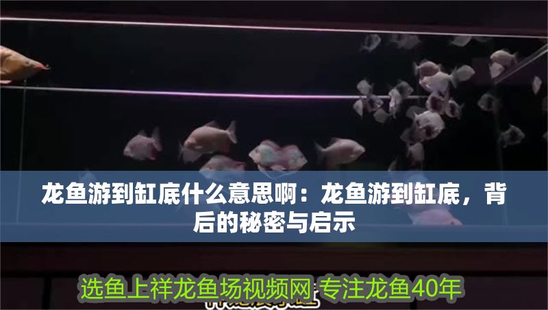 龍魚游到缸底什么意思?。糊堲~游到缸底，背后的秘密與啟示