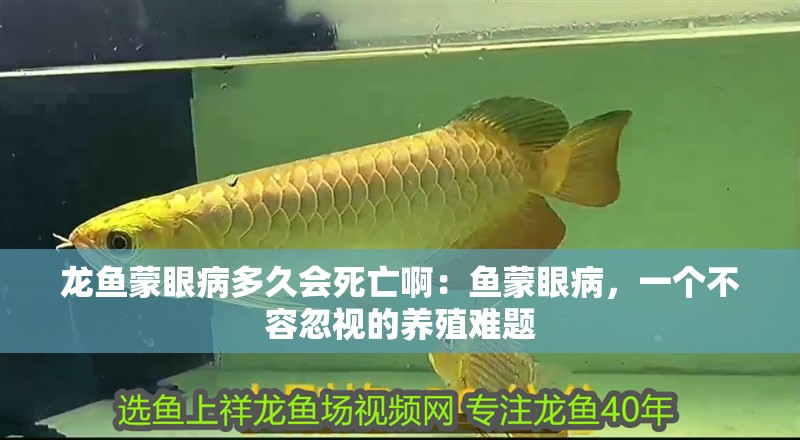 龍魚蒙眼病多久會死亡?。呼~蒙眼病，一個不容忽視的養(yǎng)殖難題