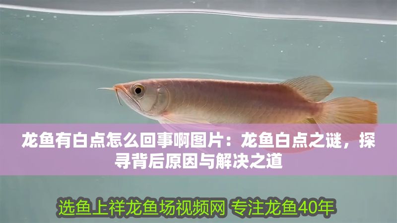 龍魚有白點(diǎn)怎么回事啊圖片:龍魚白點(diǎn)之謎,探尋背后原因與解決之道 龍魚百科 第1張 龍魚有白點(diǎn)怎么回事啊圖片:龍魚白點(diǎn)之謎,探尋背后原因與解決之道 龍魚有白點(diǎn)怎么回事啊圖片:龍魚白點(diǎn)之謎,探尋背后原因與解決之道 龍魚百科 第1張