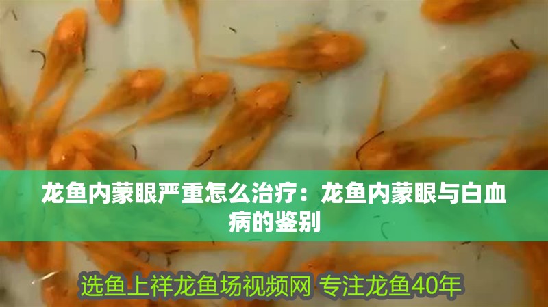 龍魚內蒙眼嚴重怎么治療：龍魚內蒙眼與白血病的鑒別