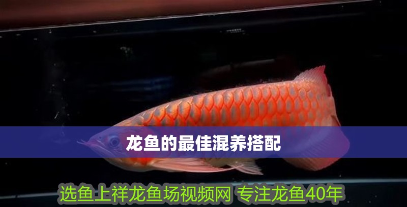 龍魚的最佳混養(yǎng)搭配