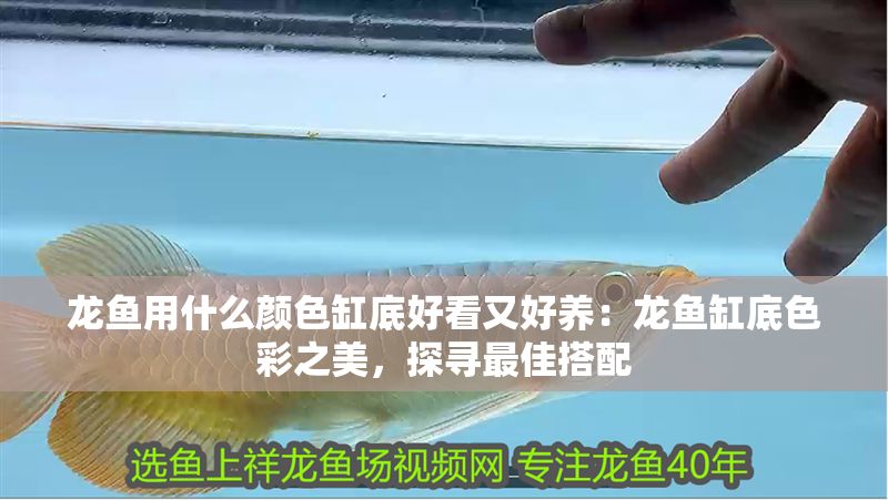 龍魚用什么顏色缸底好看又好養(yǎng)：龍魚缸底色彩之美，探尋最佳搭配