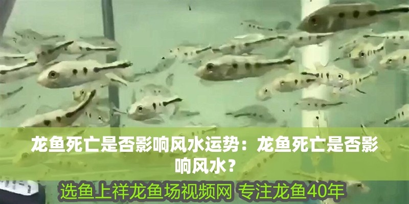 龍魚死亡是否影響風水運勢：龍魚死亡是否影響風水？