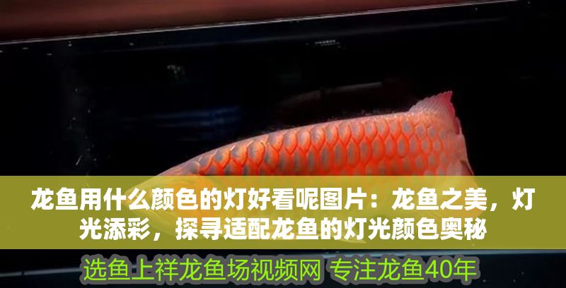 龍魚用什么顏色的燈好看呢圖片：龍魚之美，燈光添彩，探尋適配龍魚的燈光顏色奧秘