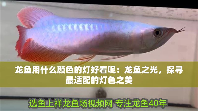 龍魚用什么顏色的燈好看呢：龍魚之光，探尋最適配的燈色之美 龍魚用什么顏色的燈好看呢：龍魚之光，探尋最適配的燈色之美 龍魚百科 第1張