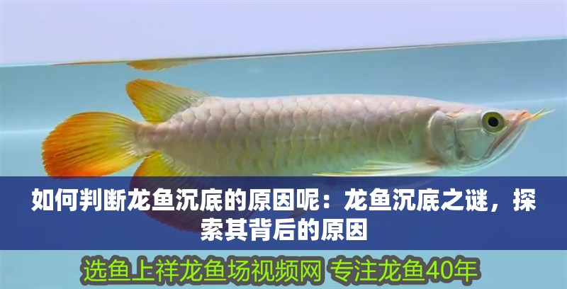 如何判斷龍魚沉底的原因呢：龍魚沉底之謎，探索其背后的原因
