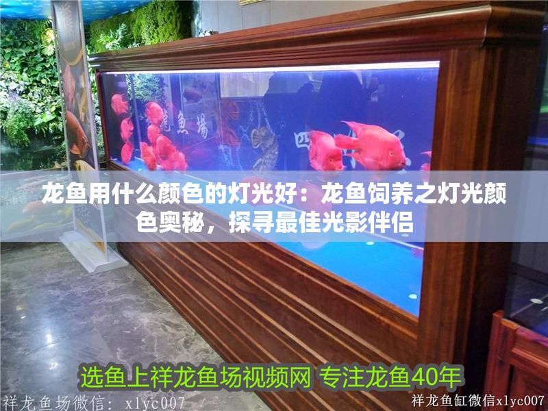 龍魚用什么顏色的燈光好：龍魚飼養之燈光顏色奧秘，探尋最佳光影伴侶