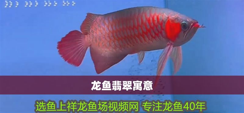 龍魚翡翠寓意 龍魚翡翠寓意 龍魚百科 第2張