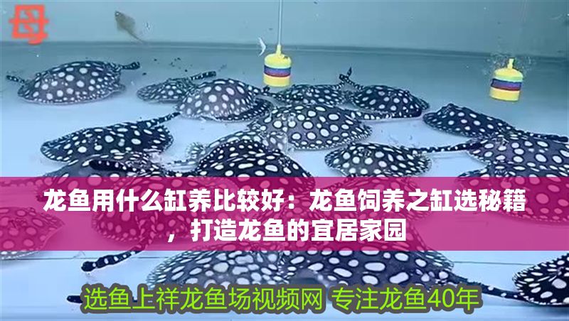 龍魚用什么缸養(yǎng)比較好：龍魚飼養(yǎng)之缸選秘籍，打造龍魚的宜居家園
