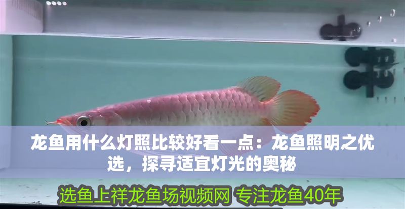 龍魚用什么燈照比較好看一點：龍魚照明之優選，探尋適宜燈光的奧秘