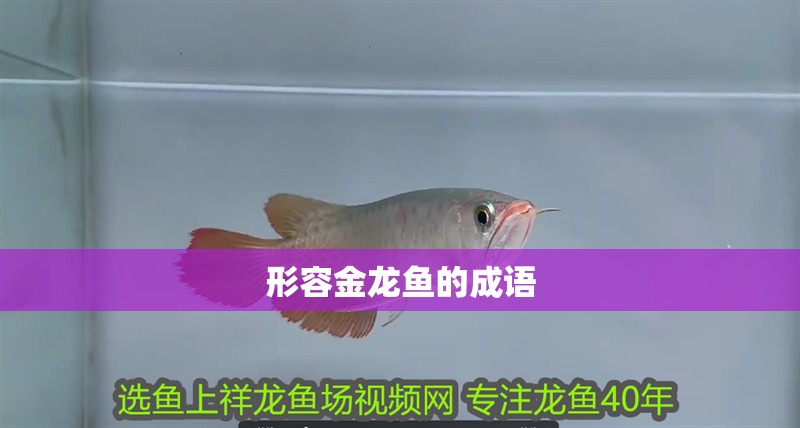 形容金龍魚的成語 形容金龍魚的成語 龍魚百科
