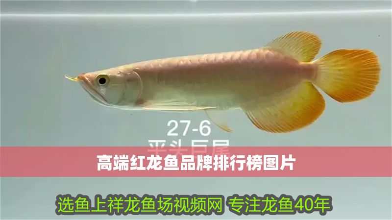 高端紅龍魚品牌排行榜圖片