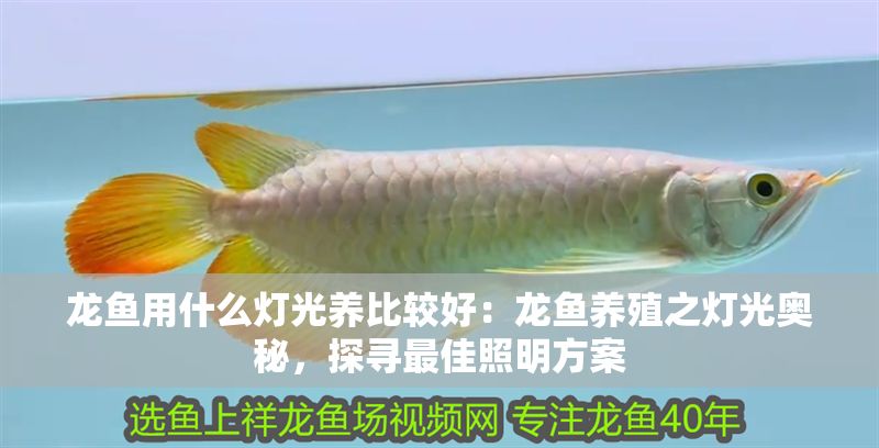 龍魚用什么燈光養比較好：龍魚養殖之燈光奧秘，探尋最佳照明方案