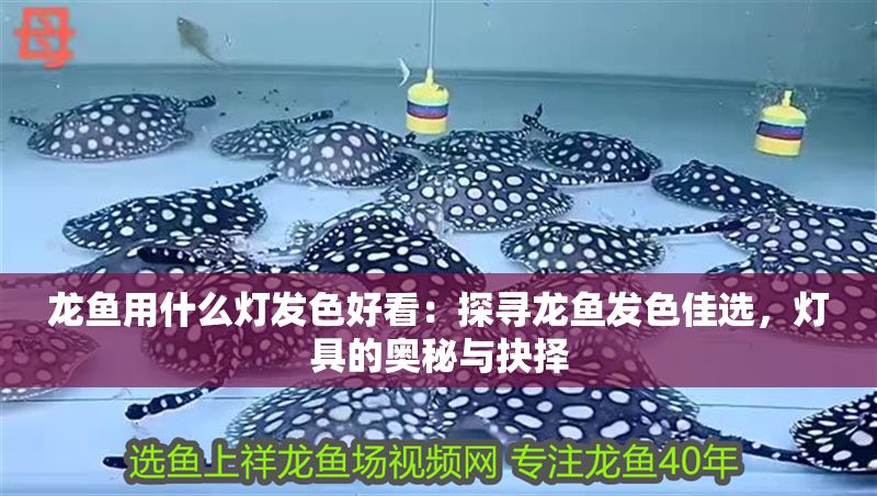 龍魚用什么燈發色好看：探尋龍魚發色佳選，燈具的奧秘與抉擇