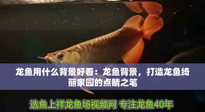 龍魚用什么背景好看：龍魚背景，打造龍魚綺麗家園的點睛之筆