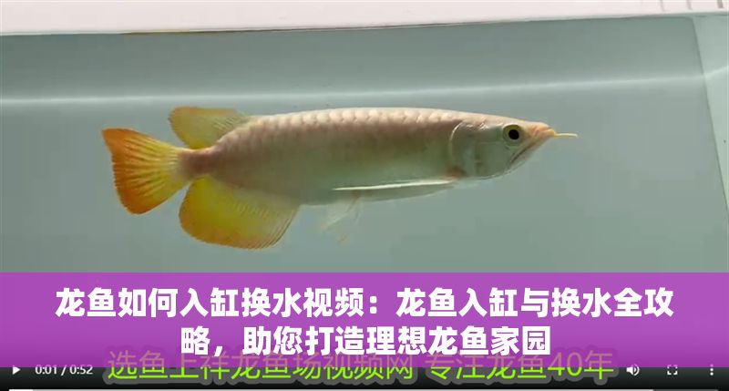 龍魚如何入缸換水視頻：龍魚入缸與換水全攻略，助您打造理想龍魚家園