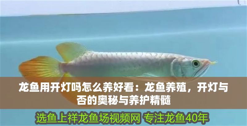 龍魚用開燈嗎怎么養好看：龍魚養殖，開燈與否的奧秘與養護精髓