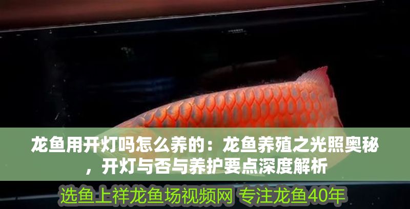 龍魚用開燈嗎怎么養(yǎng)的：龍魚養(yǎng)殖之光照奧秘，開燈與否與養(yǎng)護(hù)要點(diǎn)深度解析