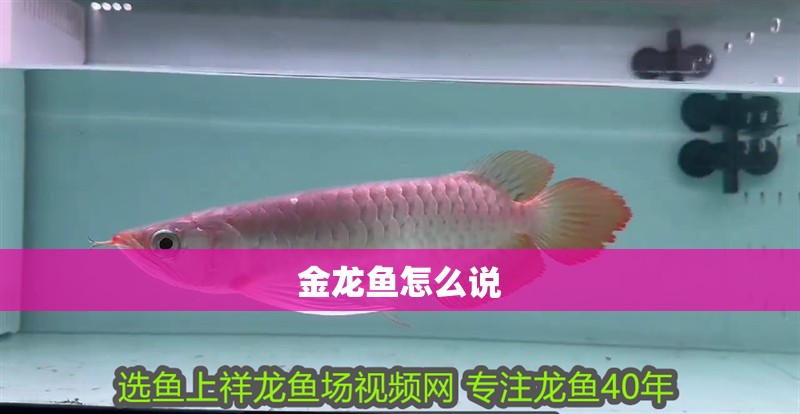 金龍魚怎么說
