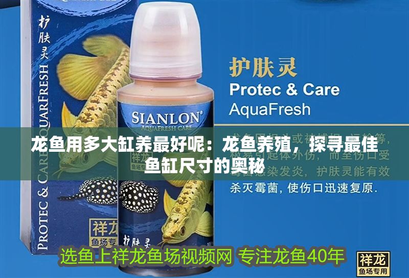 龍魚用多大缸養最好呢：龍魚養殖，探尋最佳魚缸尺寸的奧秘