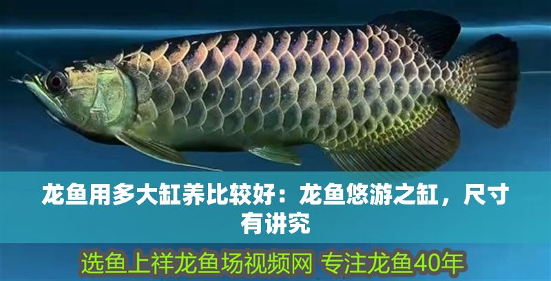 龍魚用多大缸養比較好：龍魚悠游之缸，尺寸有講究