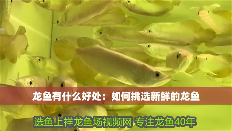 龍魚有什么好處：如何挑選新鮮的龍魚