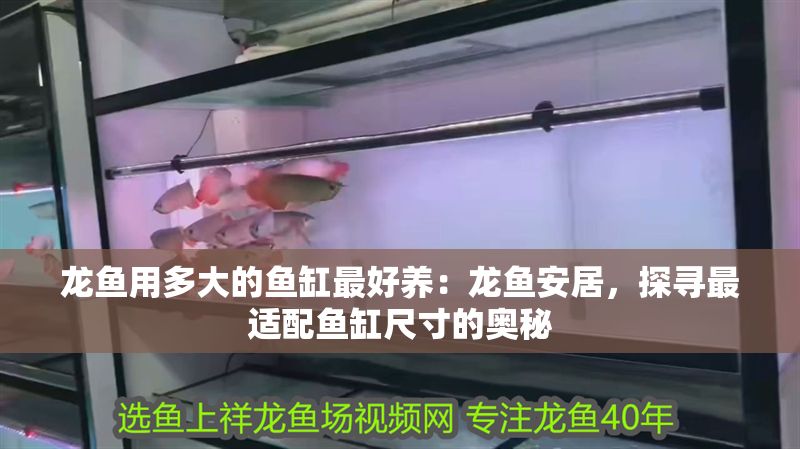 龍魚用多大的魚缸最好養：龍魚安居，探尋最適配魚缸尺寸的奧秘
