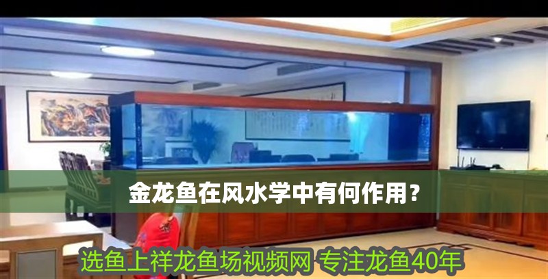金龍魚在風水學中有何作用？