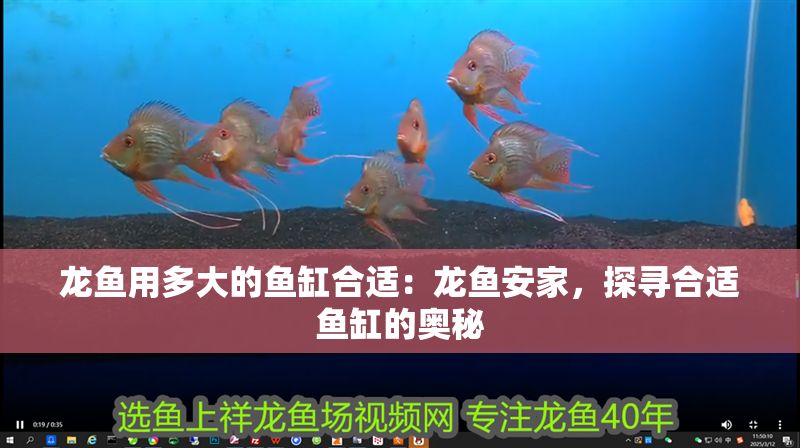 龍魚用多大的魚缸合適：龍魚安家，探尋合適魚缸的奧秘