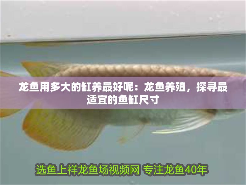 龍魚用多大的缸養最好呢：龍魚養殖，探尋最適宜的魚缸尺寸