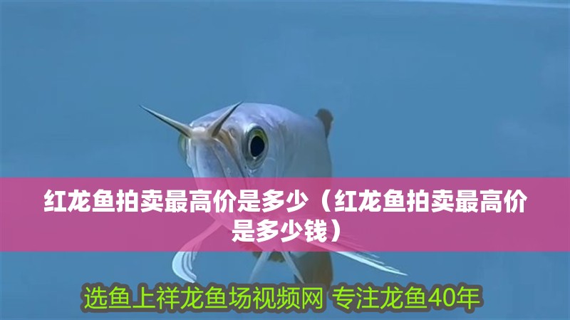 紅龍魚拍賣最高價是多少（紅龍魚拍賣最高價是多少錢） 紅龍魚拍賣最高價是多少（紅龍魚拍賣最高價是多少錢） 龍魚百科