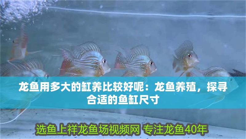 龍魚用多大的缸養比較好呢：龍魚養殖，探尋合適的魚缸尺寸