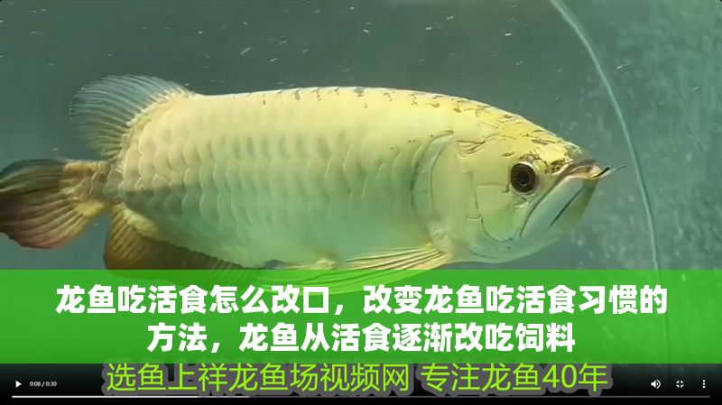 龍魚吃活食怎么改口，改變龍魚吃活食習慣的方法，龍魚從活食逐漸改吃飼料