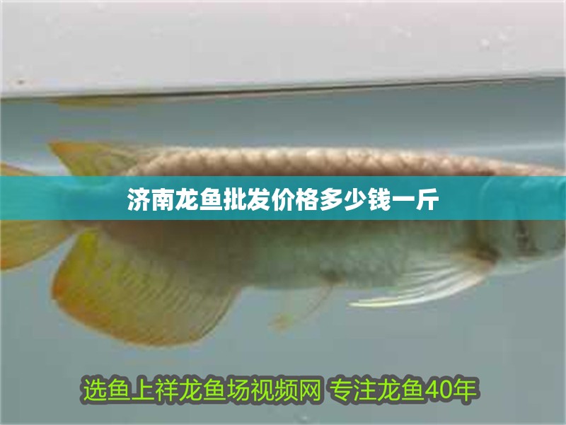 濟南龍魚批發價格多少錢一斤
