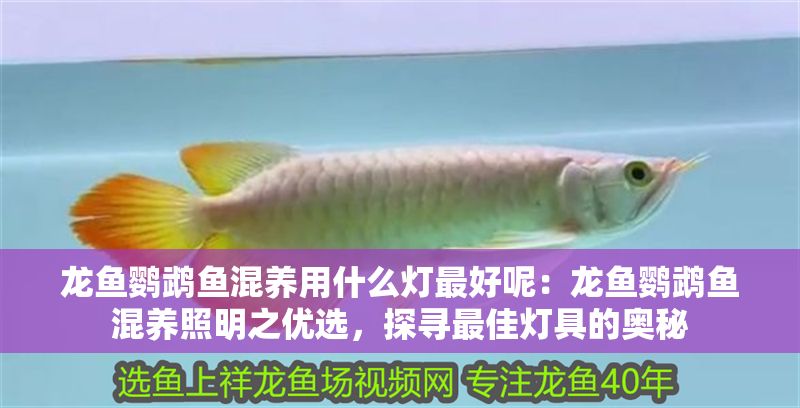 龍魚鸚鵡魚混養用什么燈最好呢：龍魚鸚鵡魚混養照明之優選，探尋最佳燈具的奧秘
