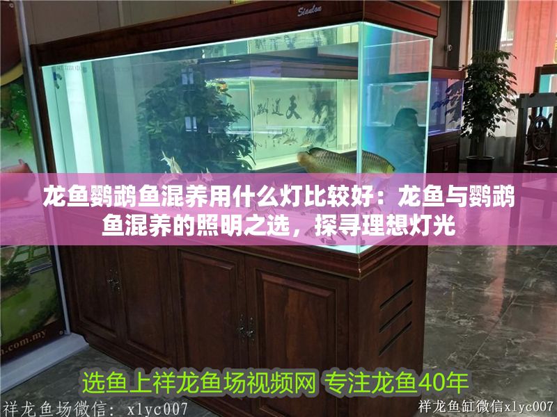 龍魚鸚鵡魚混養用什么燈比較好：龍魚與鸚鵡魚混養的照明之選，探尋理想燈光