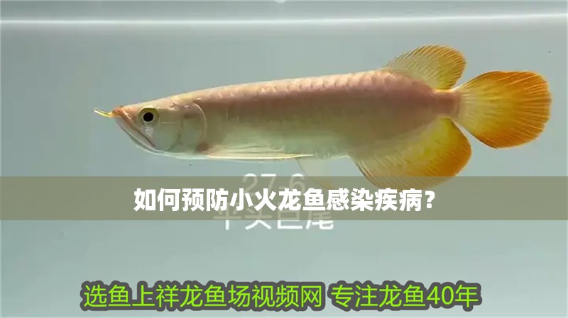 如何預防小火龍魚感染疾病？