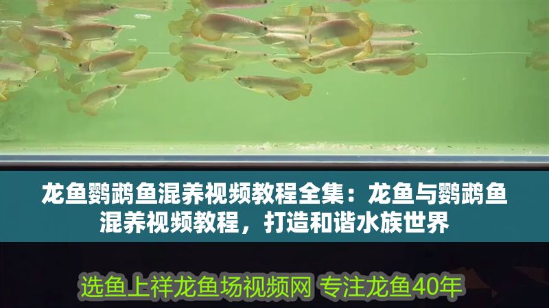 龍魚鸚鵡魚混養視頻教程全集：龍魚與鸚鵡魚混養視頻教程，打造和諧水族世界