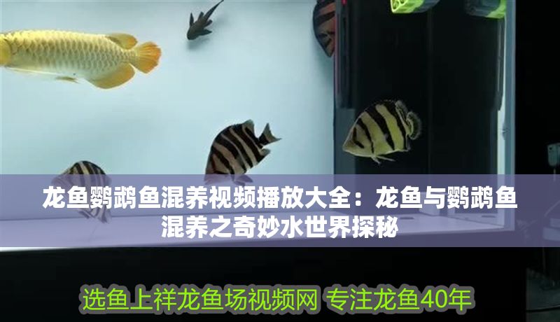 龍魚鸚鵡魚混養視頻播放大全：龍魚與鸚鵡魚混養之奇妙水世界探秘