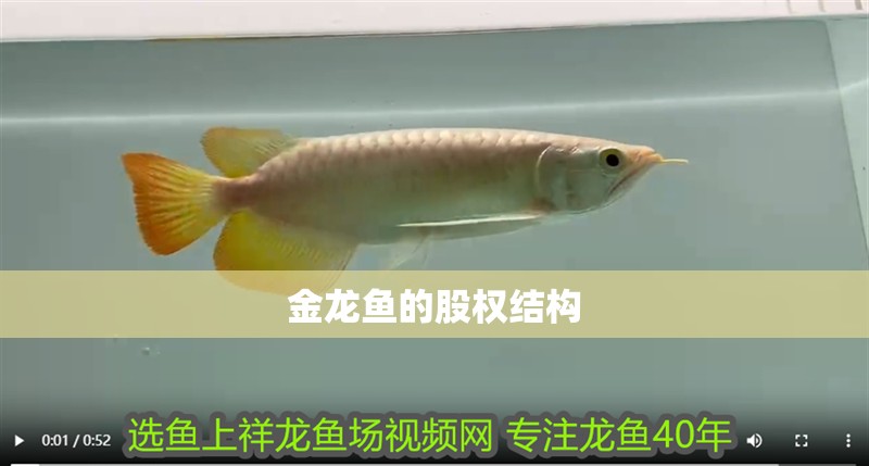 金龍魚的股權結構