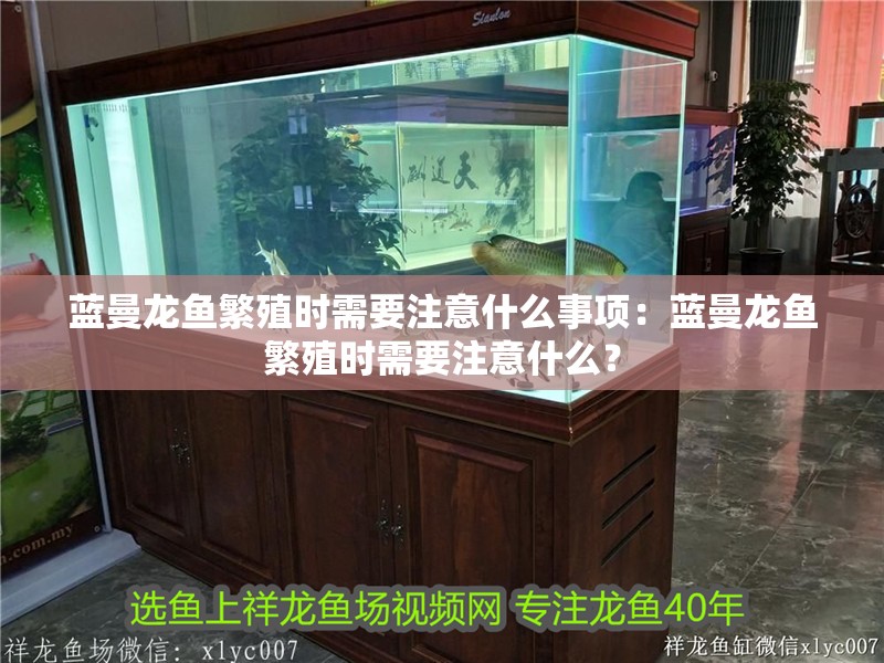 藍曼龍魚繁殖時需要注意什么事項：藍曼龍魚繁殖時需要注意什么？