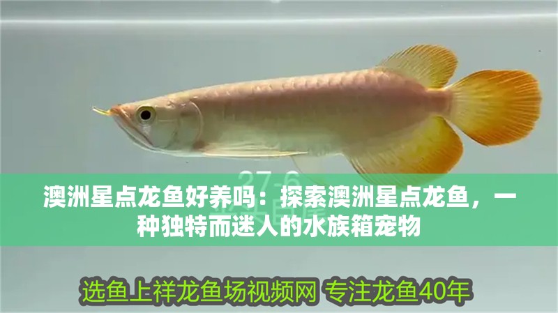澳洲星點龍魚好養(yǎng)嗎：探索澳洲星點龍魚，一種獨特而迷人的水族箱寵物